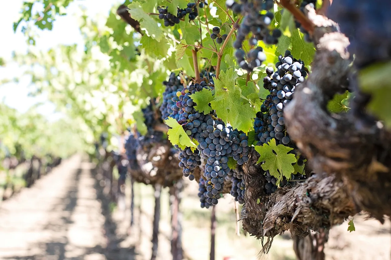 Uva rossa — vigneti Gens Fabia