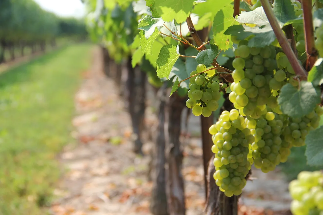 Uva bianca — vigneti Gens Fabia